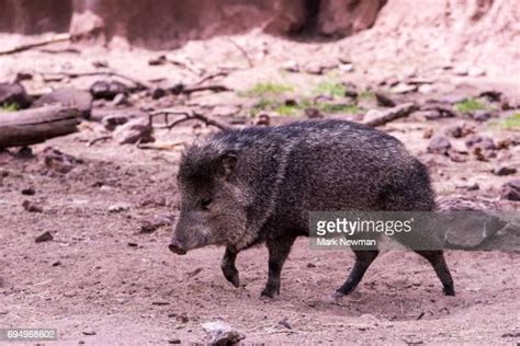 617 Javelina Stock Photos High Res Pictures And Images Getty Images