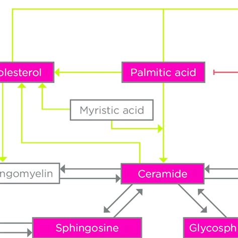 Crosstalk Between Lipid Species In Fatty Liver Disease Lipotoxic Lipid Download Scientific