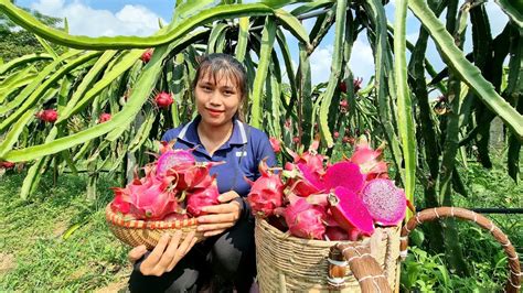 Harvest Dragon Fruit Bring To Market To Sell Farming Building Farm