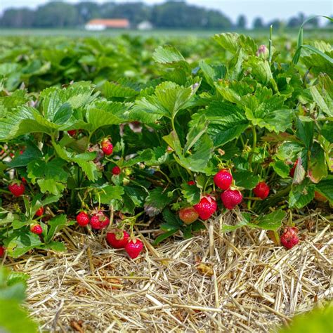 Strawberry Plants 1 Strawberry Resource