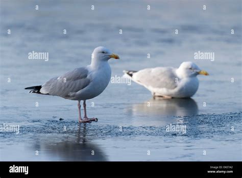 Freezing Temperatures Hi Res Stock Photography And Images Alamy