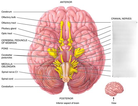 Lab 9 Cranial Nerve Labeling Diagram Quizlet