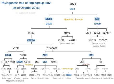 Haplogroup I2 Y Dna Eupedia