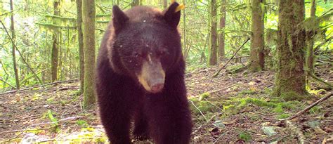 Bear - District of Squamish - Hardwired for Adventure