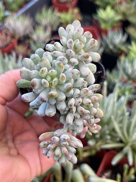 2 Rare Blue Beans GRAPTOPETALUM PACHYPHYLLUM Succulent Live Plant Etsy