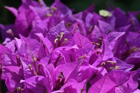 What To Expect During The Bougainvillea Flowering Season