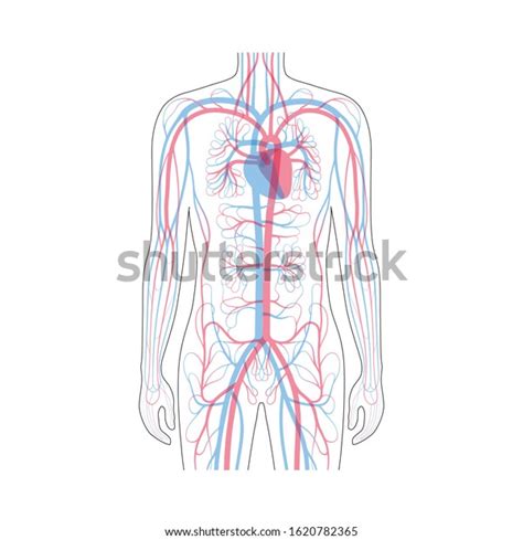 Vector Isolated Illustration Of Human Arterial And Venous Circulatory