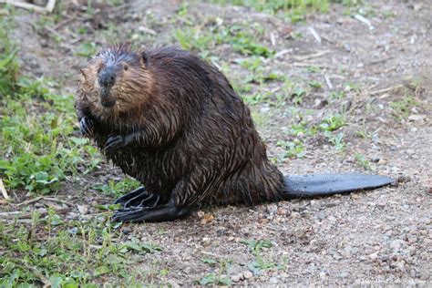 Discovering Wildlife At Elk Island National Park In Alberta World