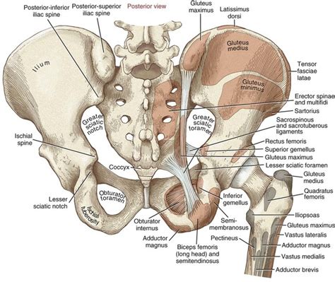 Hip Bone Anatomy Medial