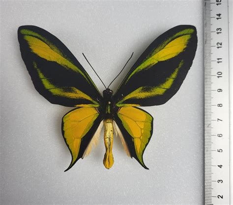 Real Mounted Paradise Birdwing Ornithoptera Paradisea Etsy