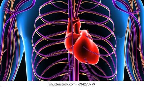 3d Illustration Human Body Circulation System Stock Illustration ...