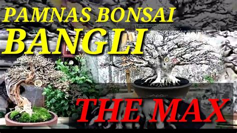 Kontes Dan Pameran Bonsai Bangli Kelas Prospek Dan Bonsai Jadi