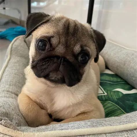 What Color Are Most Pugs