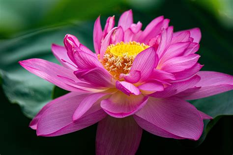Fotos Flor De Lótus - Lótus Flor De - Foto gratuita no Pixabay - Pixabay