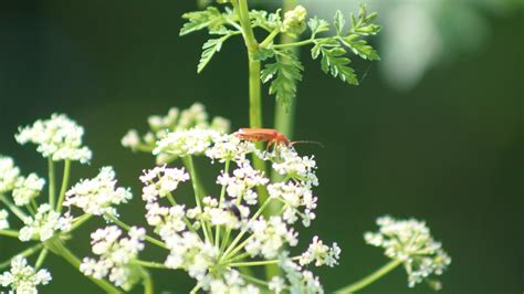 Of The Most Dangerous South Carolina Plants The State