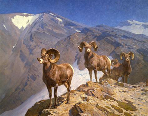 Big Horn Sheep On Wilcox Pass Painting By Mountain Dreams Fine Art