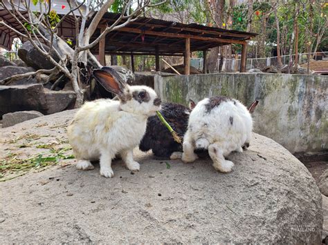 Chiang Khan Rabbit Temple Wat Pra Putthabat Phu Kwai Ngoen Its