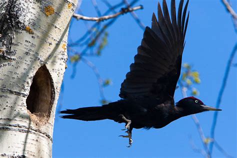 Finland for the birds - thisisFINLAND