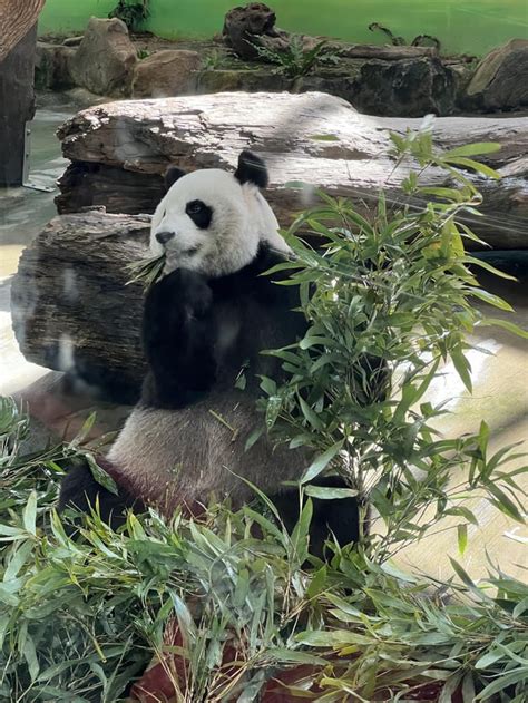 Taipei Zoo Panda : r/panda