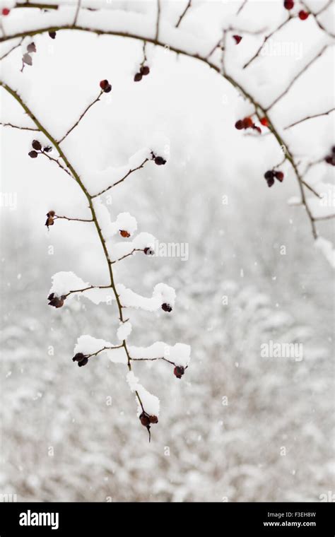 Snow scene in Yorkshire, England UK Stock Photo - Alamy