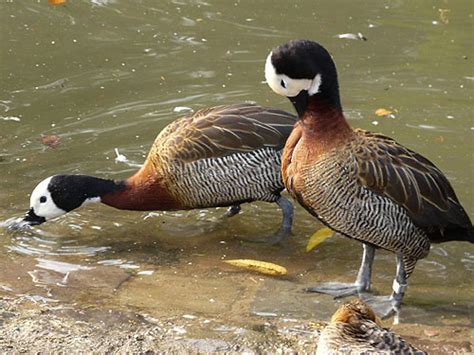 Apricot Wood Duck