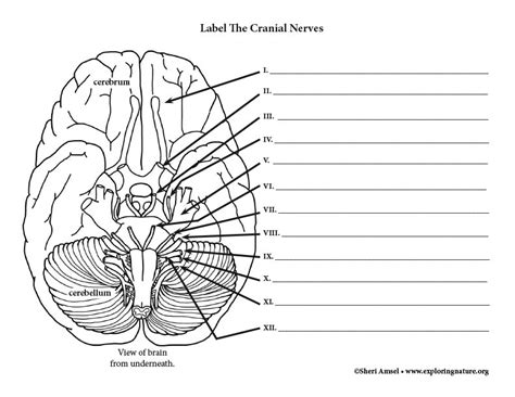 Cranial Nerve Worksheet Printable Word Searches