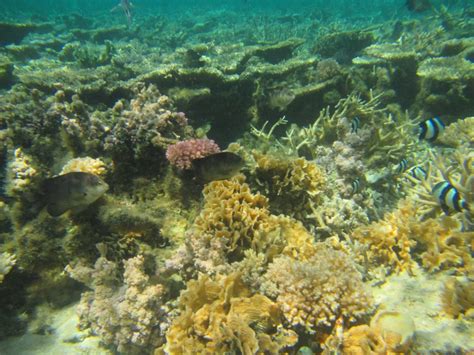 Snorkeling Mauritius | Snorkeling Blue Bay | Mauritius Discovery Tours