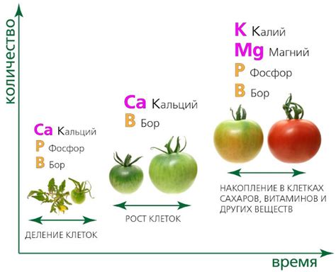 Томат Карнабель. Описание сорта, фото, отзывы