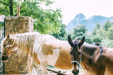 How to Breed Horses: Techniques for Successful Mating - All About Horses