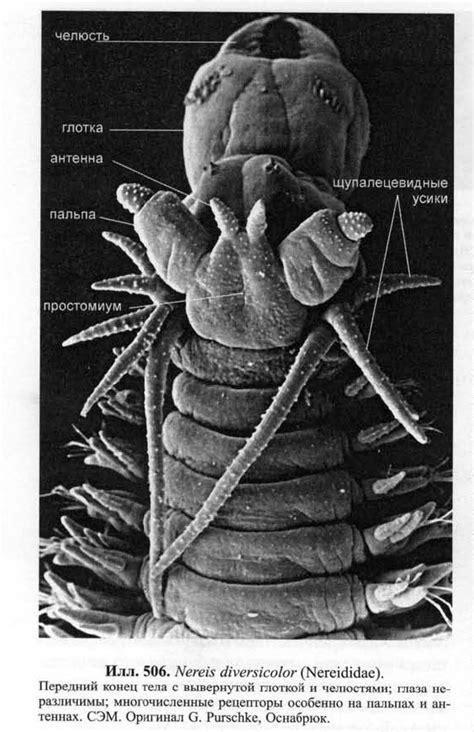 Phyllodocida | LifeCatalog