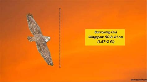 Wingspan of Owl: How Big Are They Compared To Others?