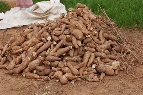 Cassava Roots Heap Of Harvested Cassava Of Improved Variet