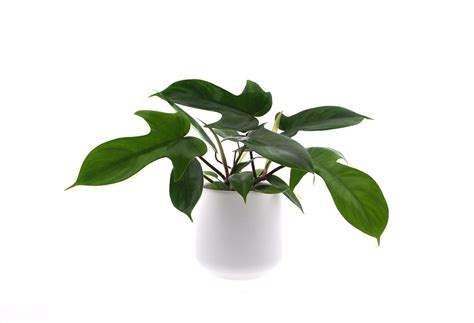 Kamerplant Van Botanicly Philodendron Florida Green Hoogte 25 Cm