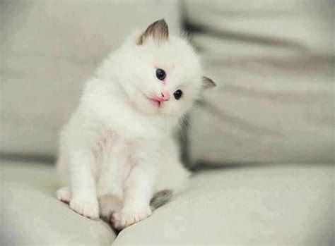 Cute White Fluffy Kitten! : r/aww