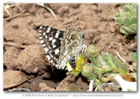 Pyrgus Xanthus Immatures