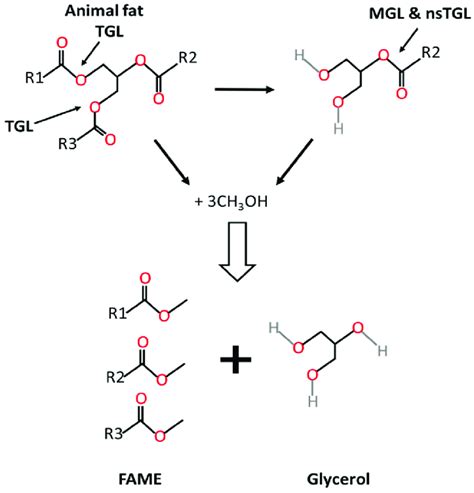 Transesterification of animal fat to biodiesel. TGL: triacylglycerol ...