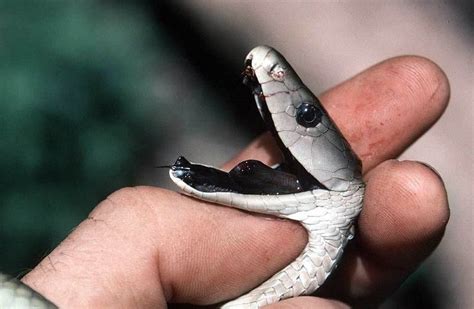 9 Fakta Ular Black Mamba Hewan Mitos Yang Mengerikan Dari Afrika