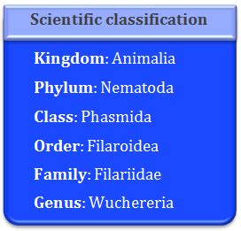 Filariasis: Introduction, Structure of Filarial worm, Life cycle of ...