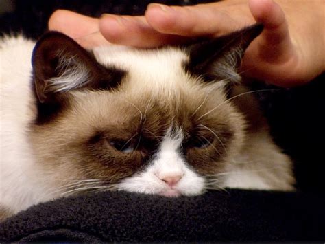 Meet Tardar Sauce The Grumpy Cat Gone Viral Today