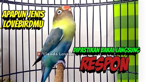 Dengar Suara Lovebird Gacor Ngekek Panjang Ini Di Pastikan Bakal