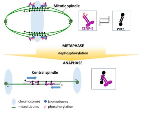 Phosphorylation Controls Spatial And Temporal Activities Of MotorPRC1