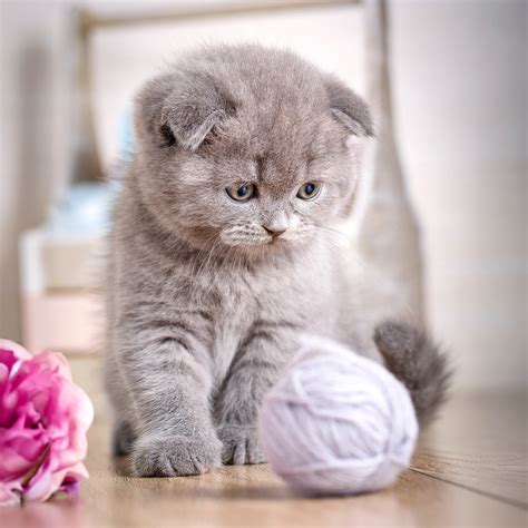 cutest types  cats