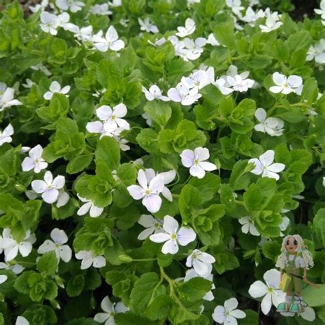 Вероника нитевидная белая | Цветы и растения для сада, широкий ассортимент