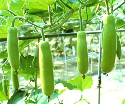 Growing Organic Bottle Gourd Bottle Gourd In Container Naturebring