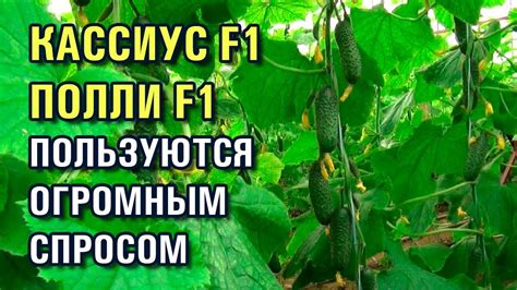 ОГУРЦЫ ПОЛЛИ F1 и КАССИУС F1 ПОЛЬЗУЮТСЯ ОГРОМНЫМ СПРОСОМ (18-02-2019 ...