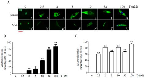 Ijms Free Full Text Sex Chromosome Related Dimorphism In