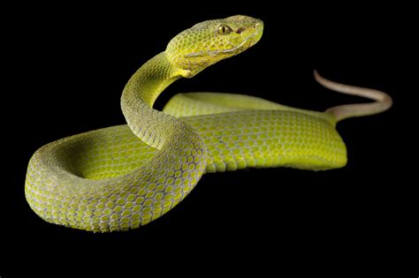 Pit Viper Striking