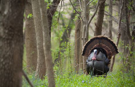 Improving Turkey Populations: What Can Landowners and Hunters Do ...