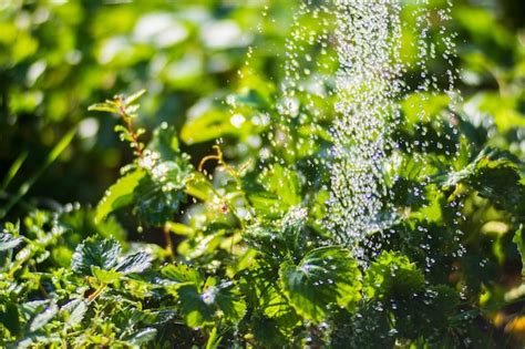 Regar plantas de morango em uma plantação no calor do verão Gotas de