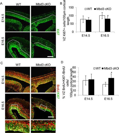 Fewer Mbd3 Deficient PAX6 Apical Progenitors Divide Between E15 5 And